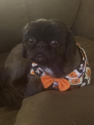 Reunited Female Dog last seen Petersburg Ct across from Fredericksburg Park, Colorado Springs, CO 80922