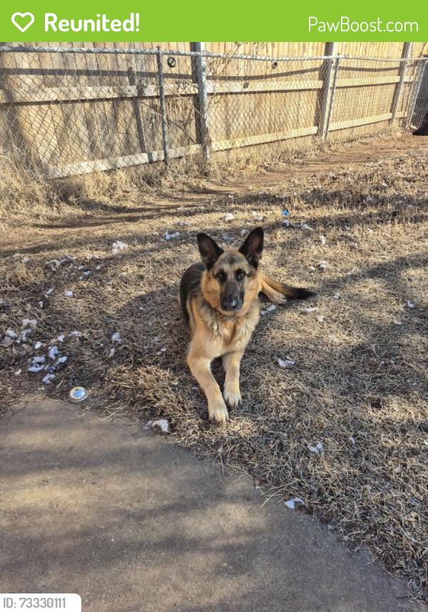 Reunited Female Dog last seen Pennsylvania and darrow, Shawnee, OK 74801