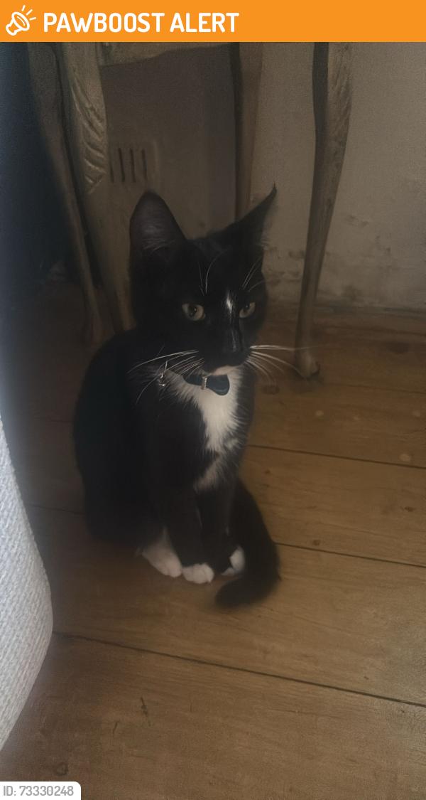 Found/Stray Unknown Cat last seen Styal Village, Styal, England SK9 4JE