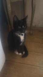 Found/Stray Unknown Cat last seen Styal Village, Styal, England SK9 4JE