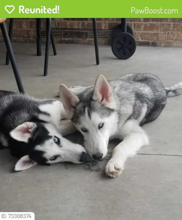 Reunited Male Dog last seen SW 34th St & S. Eastern Ave, Moore, OK, Moore, OK 73160