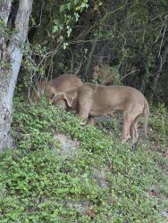 Found/Stray Female Dog last seen Trail, San Antonio, TX 78238