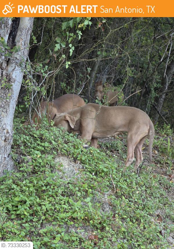 Found/Stray Female Dog last seen Trail, San Antonio, TX 78238