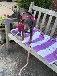 Found/Stray Male Dog last seen Knoop Park, Little Rock, AR 72205