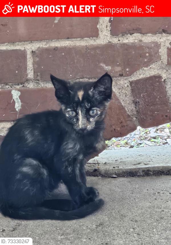 Lost Female Cat last seen Near old Profiles Hair Salon, Simpsonville, SC 29681