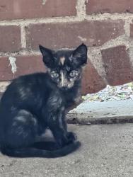 Lost Female Cat last seen Near old Profiles Hair Salon, Simpsonville, SC 29681
