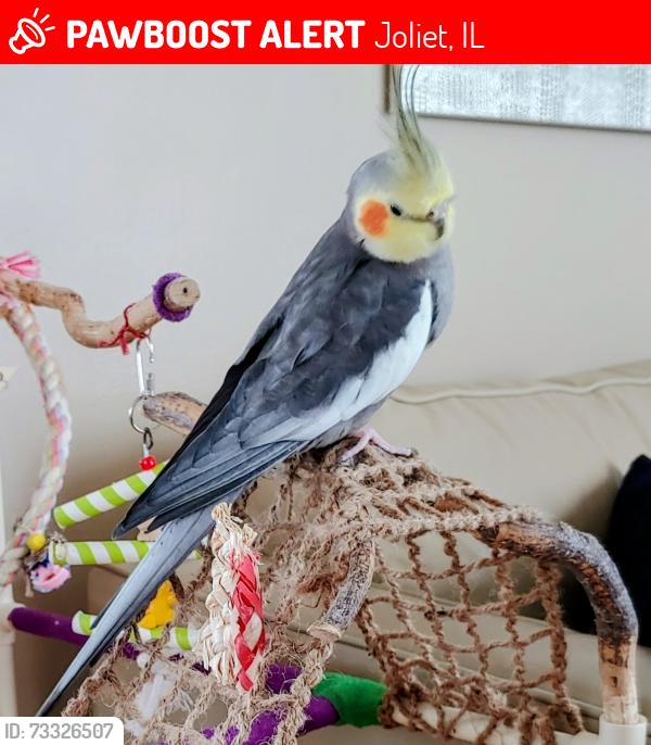 Lost Male Bird last seen Black road and County line Rd. Near Jones elementary and Plainfield South high School, Joliet, IL 60431