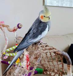 Lost Male Bird last seen Black road and County line Rd. Near Jones elementary and Plainfield South high School, Joliet, IL 60431