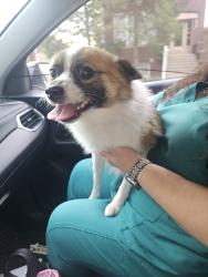 Reunited Male Dog last seen Lemoyne and hirsch, Chicago, IL 60651