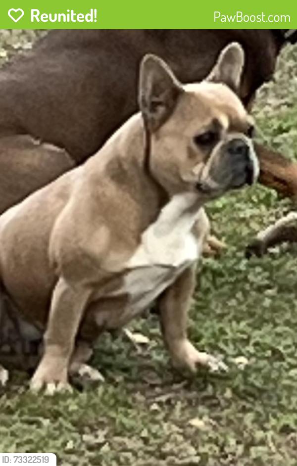 Reunited Female Dog last seen Near Richardson dr watauga tx 76148, Watauga, TX 76148