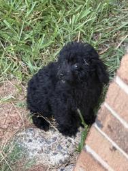 Found/Stray Male Dog last seen Near block Capps st. Durham, Durham, NC 27707