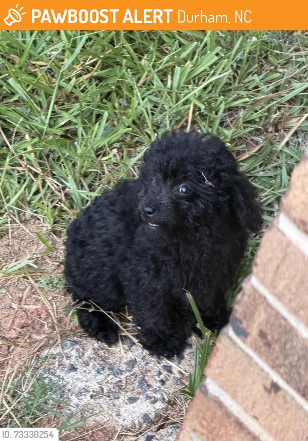 Found/Stray Male Dog last seen Near block Capps st. Durham, Durham, NC 27707