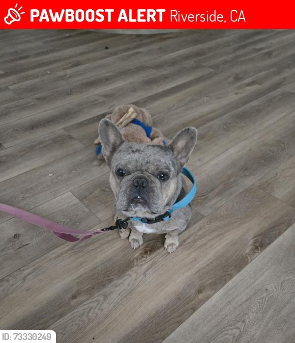 Lost Male Dog last seen La Sierra Academy, Riverside, CA 92505