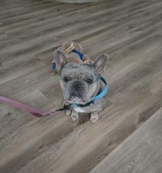 Lost Male Dog last seen La Sierra Academy, Riverside, CA 92505