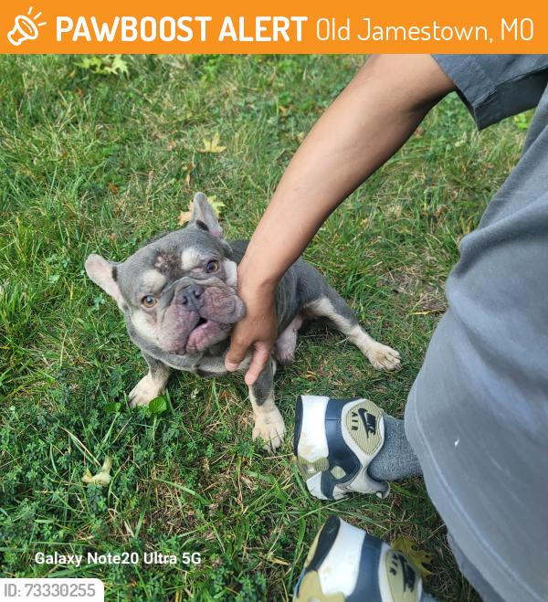 Found/Stray Unknown Dog last seen Old Jamestown, Old Jamestown, MO 63034