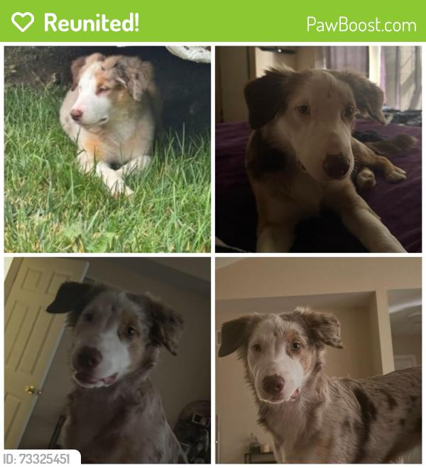 Reunited Female Dog last seen Dulin Creek Rd and Hunters Ridge, House Springs, MO 63051