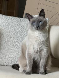Lost Male Cat last seen Mount Tabor country club, Parsippany-Troy Hills, NJ 07878
