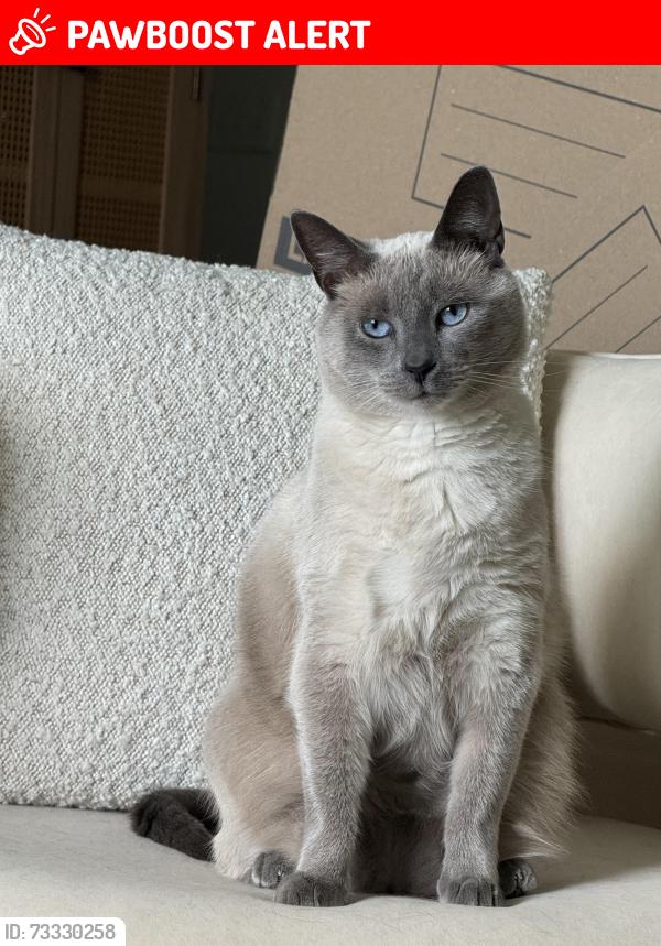 Lost Male Cat last seen Mount Tabor country club, Parsippany-Troy Hills, NJ 07878
