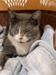 Found/Stray Female Cat last seen Near Goldthwaite Rd/Ledgewood Court., Worcester, MA 01606