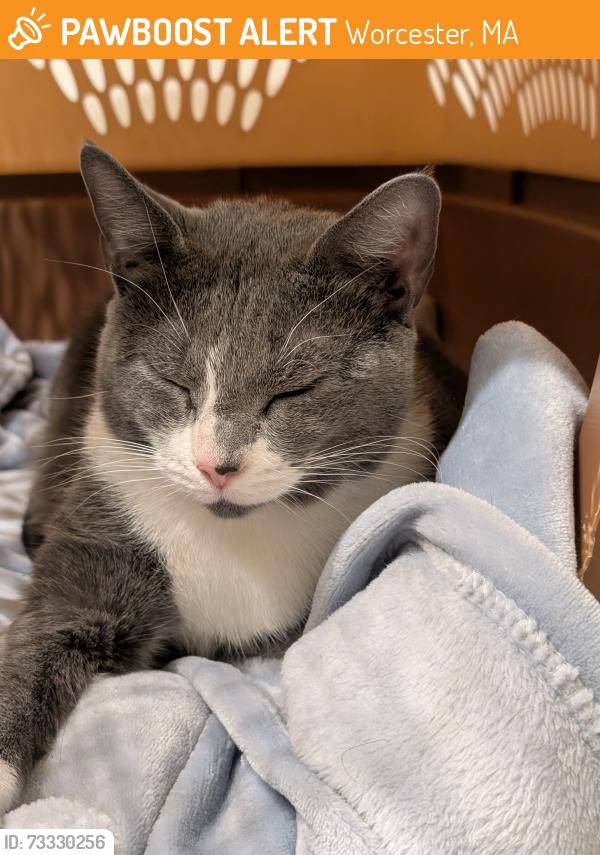 Found/Stray Female Cat last seen Near Goldthwaite Rd/Ledgewood Court., Worcester, MA 01606