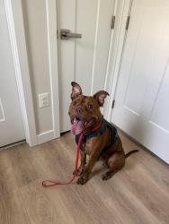 Found/Stray Male Dog last seen Mississippi Ave SE and 10th place, Washington, DC 20032
