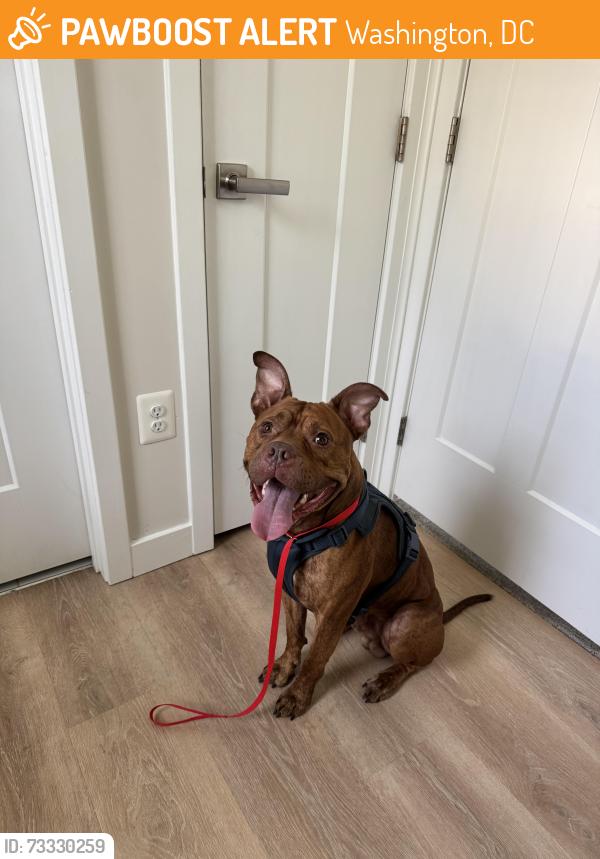 Found/Stray Male Dog last seen Mississippi Ave SE and 10th place, Washington, DC 20032