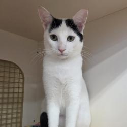 Shelter Stray Male Cat last seen , Animal Care & Control Team of Philly, 111 W Hunting Park Ave, Philadelphia, PA 19140, USA