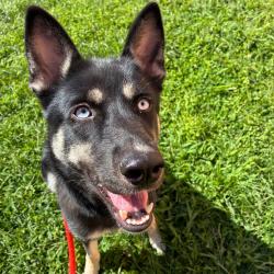 Shelter Stray Female Dog last seen , Animal Care & Control Team of Philly, 111 W Hunting Park Ave, Philadelphia, PA 19140, USA