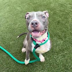 Shelter Stray Male Dog last seen , Animal Care & Control Team of Philly, 111 W Hunting Park Ave, Philadelphia, PA 19140, USA