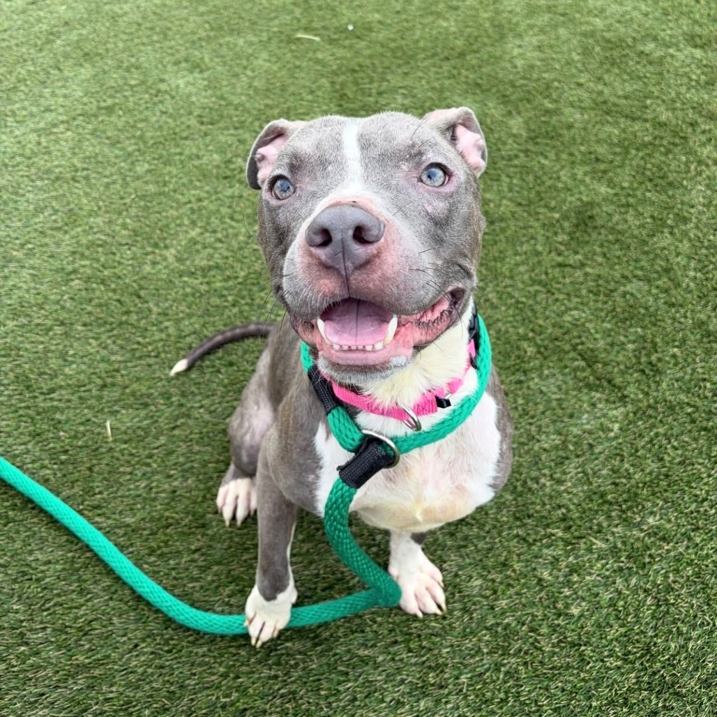 Shelter Stray Male Dog last seen , Animal Care & Control Team of Philly, 111 W Hunting Park Ave, Philadelphia, PA 19140, USA