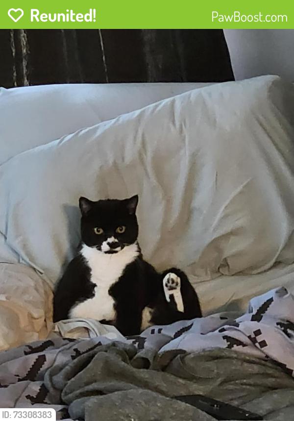 Reunited Male Cat last seen Center Street NE, D Street NE, Salem, OR 97301