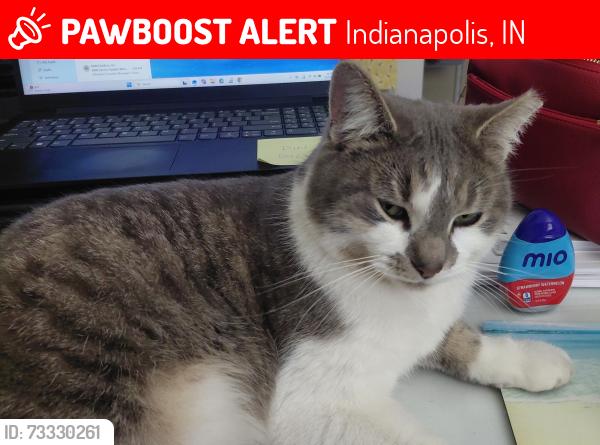 Lost Male Cat last seen Riverbend Pkwy & Allisonville Rd, Indianapolis, IN 46250