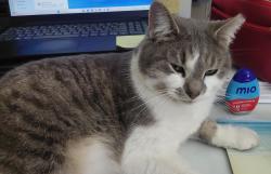 Lost Male Cat last seen Riverbend Pkwy & Allisonville Rd, Indianapolis, IN 46250