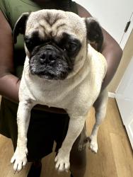 Found/Stray Female Dog last seen Lipton St Antioch, Antioch, CA 94509