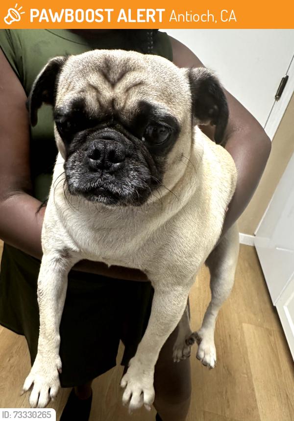Found/Stray Female Dog last seen Lipton St Antioch, Antioch, CA 94509