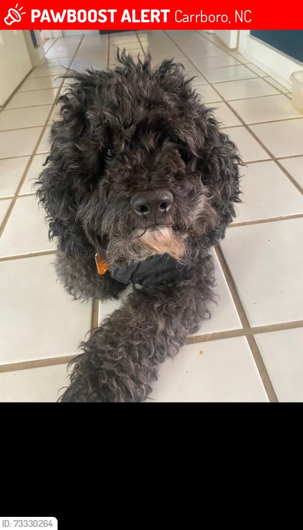Lost Male Dog last seen Spring Valley Road & Pathway Drive, Carrboro, NC 27510