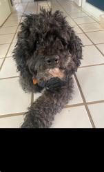 Lost Male Dog last seen Spring Valley Road & Pathway Drive, Carrboro, NC 27510
