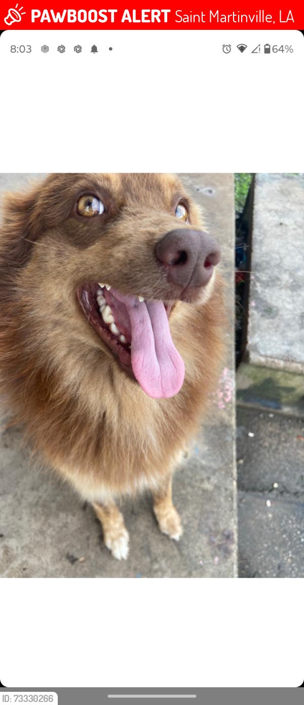 Lost Male Dog last seen Binos motel, Saint Martinville, LA 70582