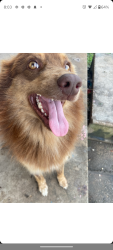 Lost Male Dog last seen Binos motel, Saint Martinville, LA 70582