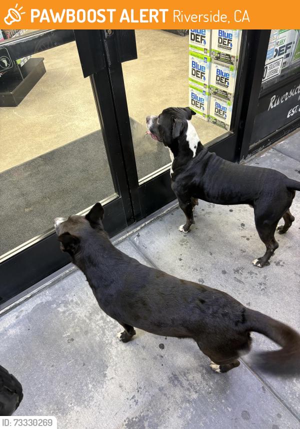 Found/Stray Unknown Dog last seen Columbia ave, Riverside, CA 92507