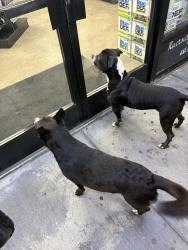Found/Stray Unknown Dog last seen Columbia ave, Riverside, CA 92507