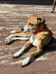 Reunited Female Dog last seen Pedretti near my alverno, Delhi Township, OH 45238
