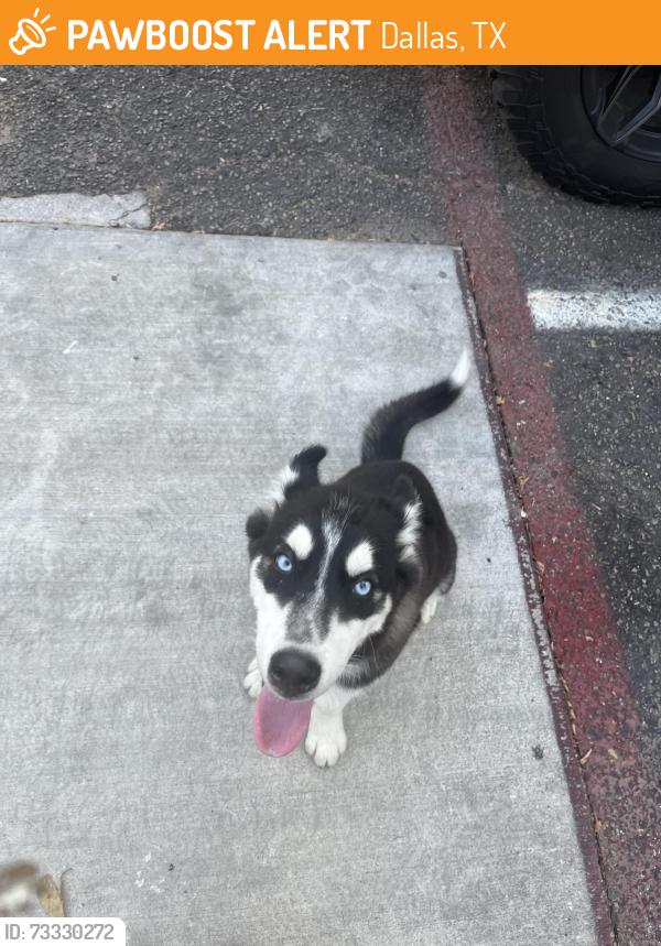 Found/Stray Female Dog last seen Daingerfield Dr., Dallas, TX 75217