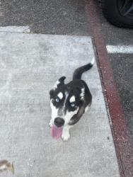 Found/Stray Female Dog last seen Daingerfield Dr., Dallas, TX 75217