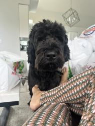 Lost Male Dog last seen David Hoekel and West Pearce, Wentzville, MO 63385