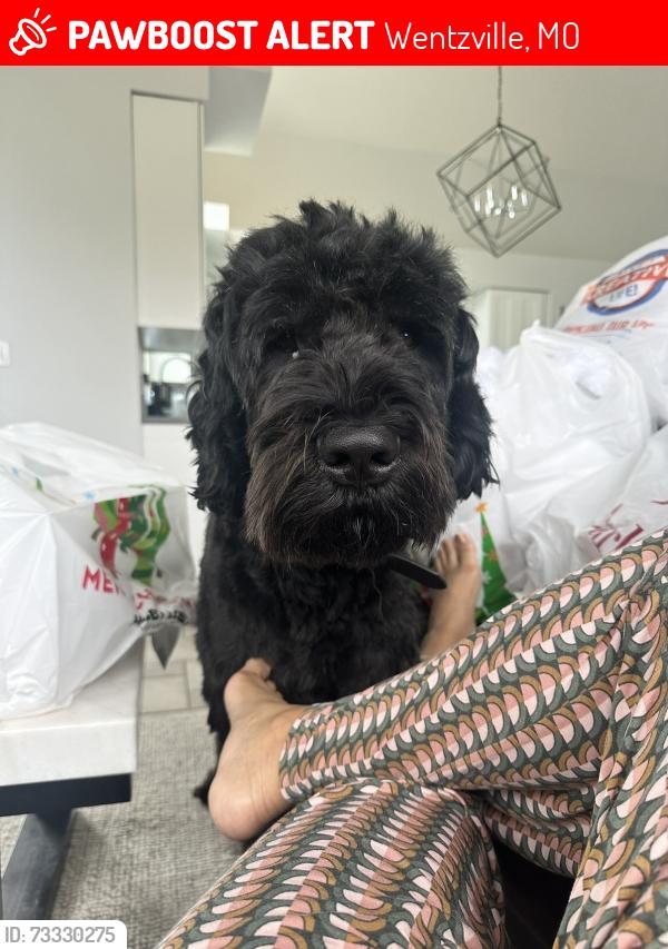 Lost Male Dog last seen David Hoekel and West Pearce, Wentzville, MO 63385