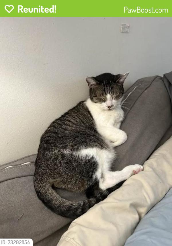 Reunited Male Cat last seen Painters Crossing, Chadds Ford, PA 19317