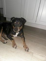 Reunited Female Dog last seen Near SW 288th St, hmstd, FL 33033 Home Depot Shopping Center, Homestead, FL 33033