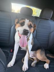 Found/Stray Male Dog last seen 12th Ave South, Nashville, TN 37204
