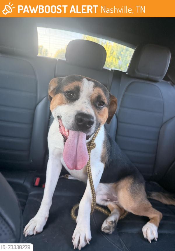 Found/Stray Male Dog last seen 12th Ave South, Nashville, TN 37204